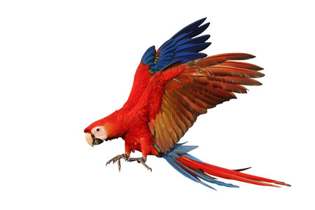Colorful flying Scarlet Macaw parrot isolated on white background with clipping path.の写真素材