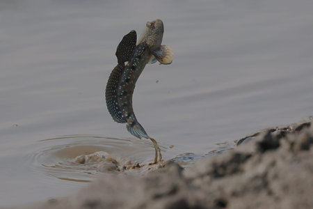 The mudskipper is jumping out of the mud on the beach.