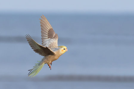 Beautiful cockatiel parrot flying in the sky. Free flying bird