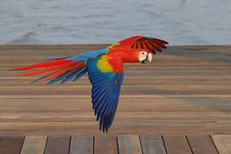 Colorful Scarlet Macaw parrot flying. Free flying birdの写真素材