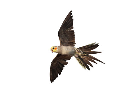 Beautiful flying Cockatiel parrot isolated on white background with clipping path.