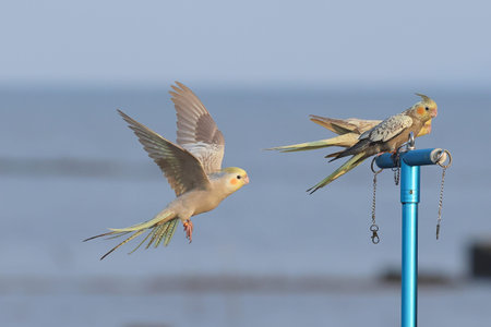 Cockatiel parrot flying in the sky.