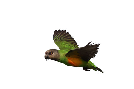 Beautiful flying Senegal parrot isolated on a white background with clipping path.