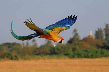 Colorful Camelot Macaw parrot flying in the sky. Free flying bird