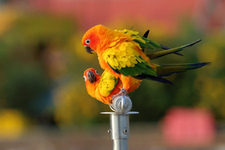 Sun conure parrots are mating on the parrot stand.