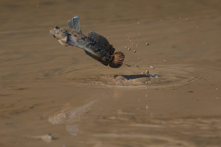 A mudskipper is jumping out of a mud puddle in the mangrove forest.