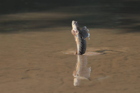 A mudskipper is jumping out of a mud puddle in the mangrove forest.