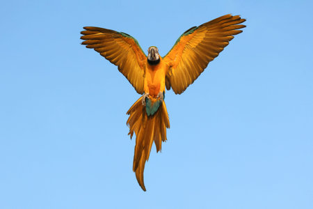 Colorful Macaw parrot flying in the sky. Free flying birdの写真素材