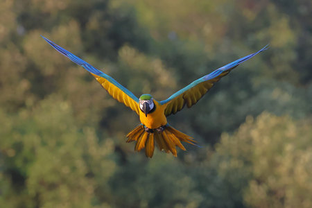 Beautiful Blue and Gold Macaw Spread your wings and fly in the sky.