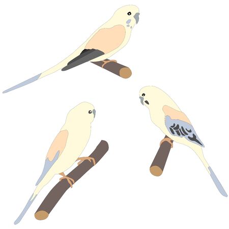 Set of three cute parrot birds sitting on branch and ladder. Bird Set. Flat Vector Illustrationのイラスト素材