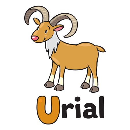 Little funny urial or ram, for ABC. Alphabet Uのイラスト素材