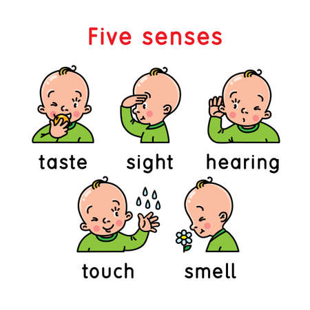 Five senses icon. Touch, taste hearing sight smellのイラスト素材