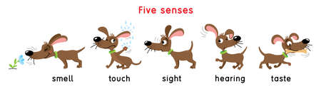 Five senses icon. Touch, taste hearing sight smellのイラスト素材