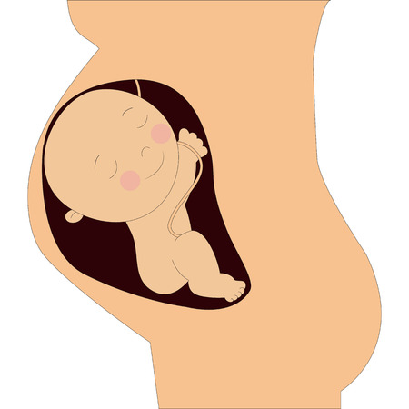 fetus in the wombのイラスト素材