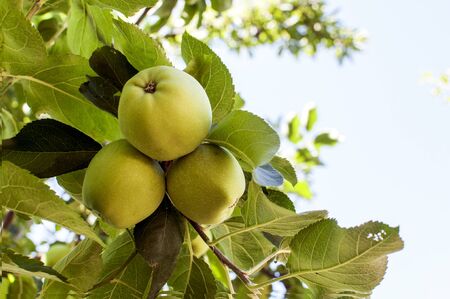 Green apples on the treeの写真素材