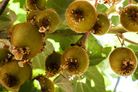 Kiwi on the plantの写真素材