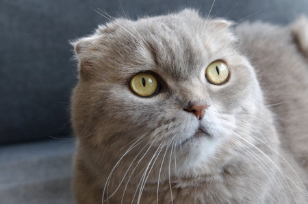 A gray tabby scottish fold eared cat sitting on gray sofaの写真素材