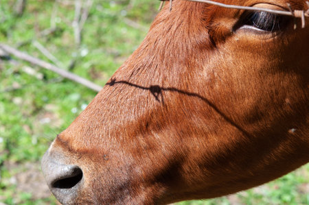 Cow looking through barbed fenceの写真素材