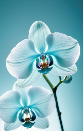 delicate white and blue orchid flowers on a serene background christmas conceptの素材