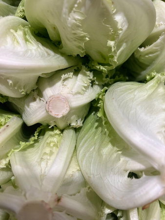 fresh iceberg lettuce heads close up with copy space