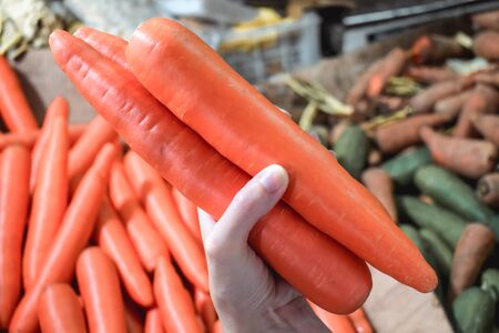Female hand holding three big fresh orange carrots on a vegetables and legumes department of an...