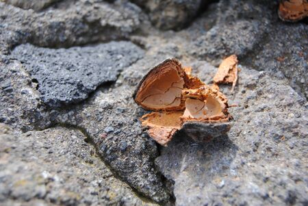 Shelled almonds on lava stone