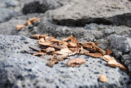 shelled almonds on lava stone and wormsの写真素材
