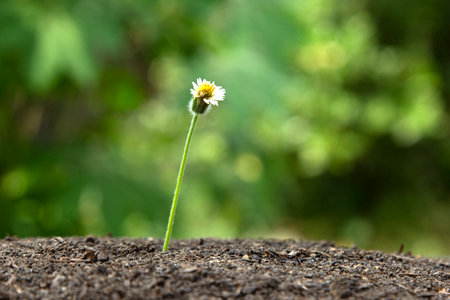 a Beautiful flower of nature on the ground and going through the soil.の写真素材