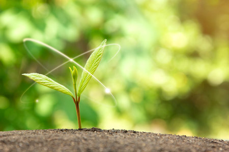 A Growth of nature concepts with a planting green seed In nature And beautiful morning lighting for technology enegy designの写真素材