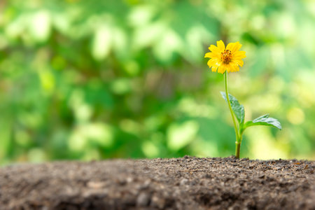 Young flower of plant and tree in nature Growing through the groundの写真素材