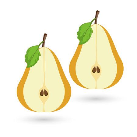 TWO Ripe pear fruits on Isolated white background. And yellow pear fruit with half cut sliced on white background used in Organic healthy fruits vector illustrationのイラスト素材
