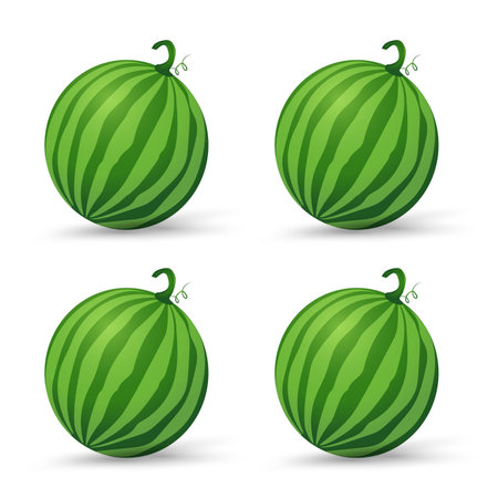 Groups of Fresh Watermelons organic fruit, Green organic watermelon vector illustration in flat design isolated on white backgroundのイラスト素材