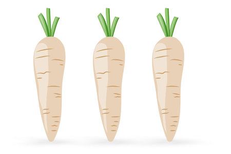 Set of three white carrots icon isolated on white background vector illustrationのイラスト素材