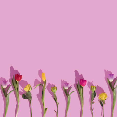 Colorful tulips pattern on pastel background. Valentine's flat lay copy space.の写真素材