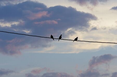 Birds on a Wire