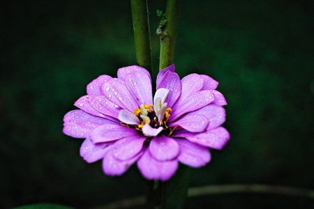 A small flower with purple petals covered in an early morning dew.