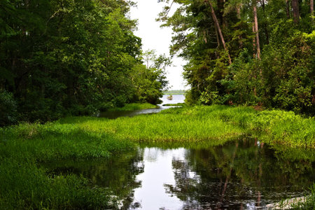 A beautiful creek with green marsh grass feeds into the lake at Singletary Lake State Park.の写真素材