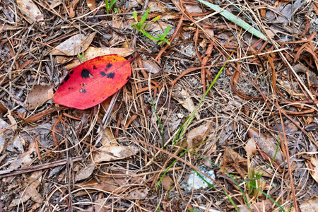 A vibrant red leaf with dark spots rests on a forest floor covered in dry leaves, twigs, and hints of green grass.の写真素材
