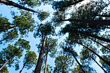 An upward perspective captures the towering pine trees reaching towards the sky, creating a sense of...
