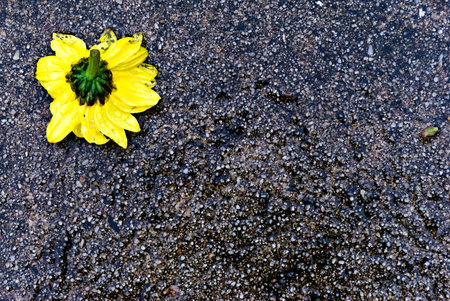 A vibrant yellow flower rests on a wet textured asphalt surface, creating a beautiful juxtaposition of color and form.の写真素材