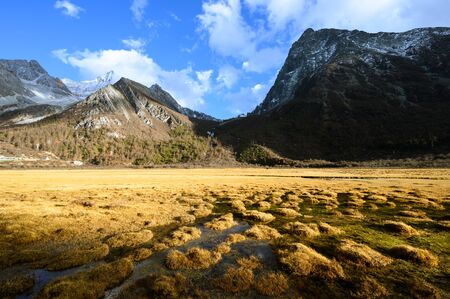 The golden field in Yading national park, China