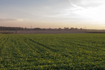 Field of a lettuceの写真素材
