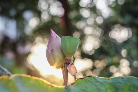 Beautiful water lily lotus during sunsetの写真素材