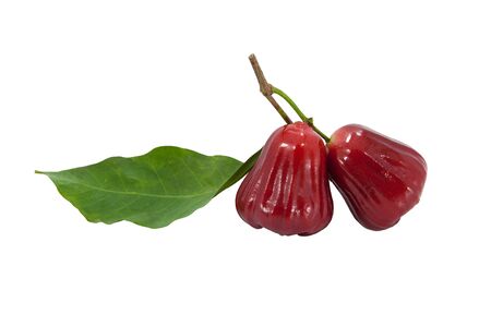 Isolate Rose Apple の写真素材