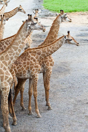Giraffe