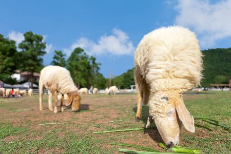 Wide Angle of Sheep in Fieldの写真素材