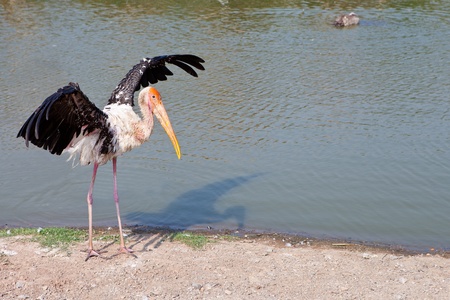 Closeup of Storkの写真素材