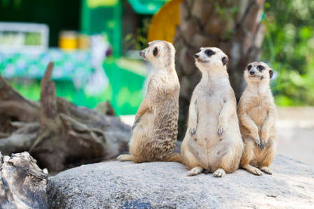 meerkat