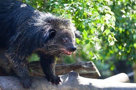 Bearcatの写真素材