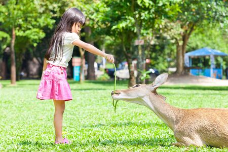 Little girl feeding antelopeの写真素材